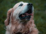 LM Dog