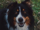 LM Dog