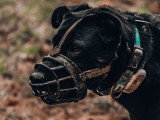 LM Dog