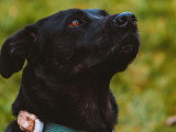 LM Dog