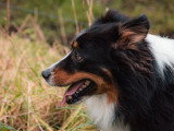 LM Dog