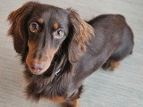 LM Dog