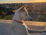 LM Dog