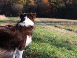 L’Académie Canine des Volcans