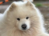 L’Académie Canine des Volcans