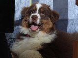 L’Académie Canine des Volcans