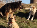 L’Académie Canine des Volcans