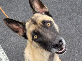 L’Académie Canine des Volcans