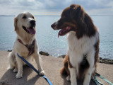 L’Académie Canine des Volcans