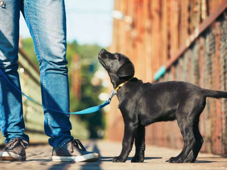 Passion Éduc Canin