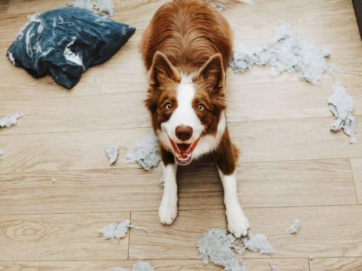Passion Éduc Canin