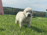 Des Amours de Lau