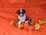 Autumn's Sweetness