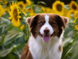 Autumn's Sweetness