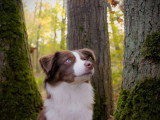 Autumn's Sweetness