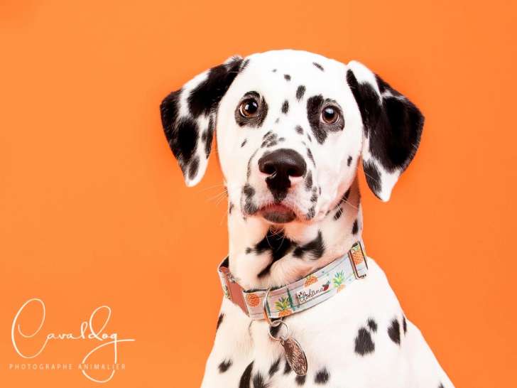 Cavaldog
