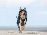 Cavaldog