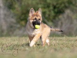Cavaldog