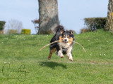 Cavaldog