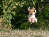 Cavaldog