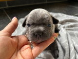 Baby Pêche