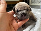 Baby Pêche