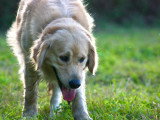 Unik Dog 