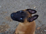 Unik Dog 