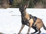 Unik Dog 