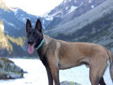Unik Dog 