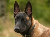Unik Dog 