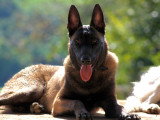 Unik Dog 
