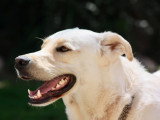 Unik Dog 