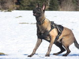 Unik Dog 