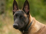 Unik Dog 