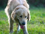 Unik Dog 