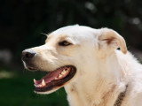 Unik Dog 