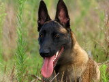 Unik Dog 