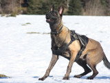 Unik Dog 