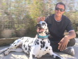 Dog Contact
