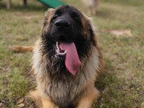 Dog Contact