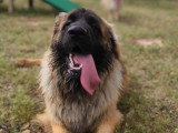 Dog Contact