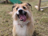 Dog Contact