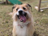 Dog Contact