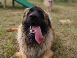 Dog Contact