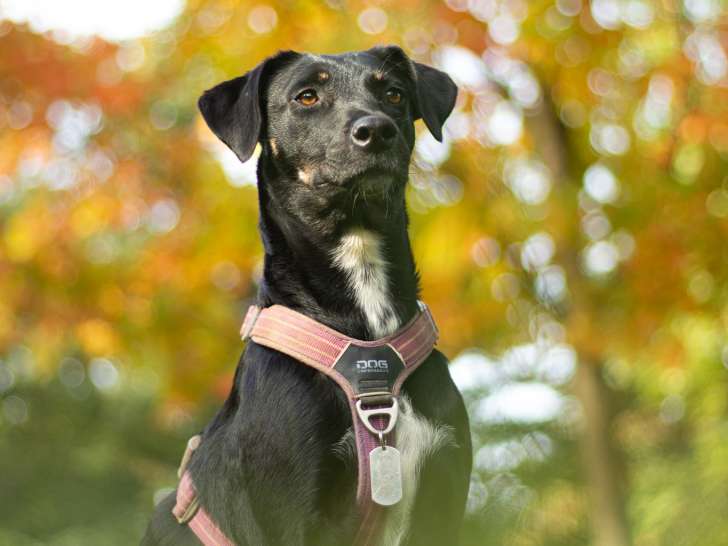 Lux Canina