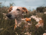 Lux Canina