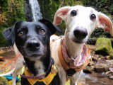 Lux Canina