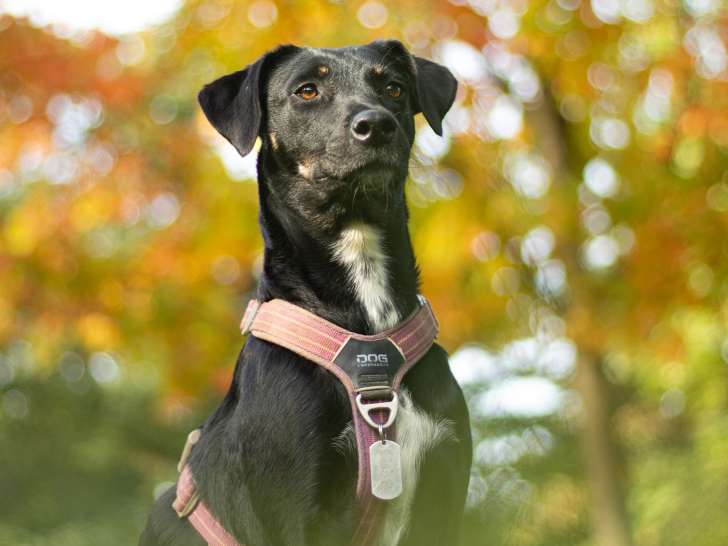 Lux Canina