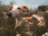 Lux Canina